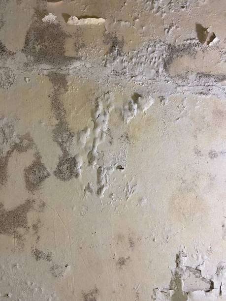 Best Attic Mold Removal  in Punta Rassa, FL