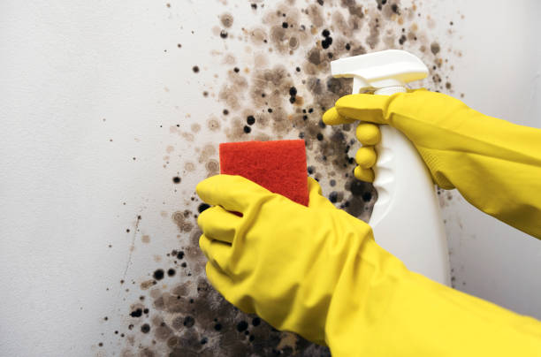 Best Emergency Mold Removal  in Punta Rassa, FL