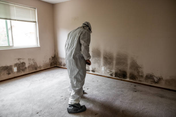 Best Toxic Mold Removal  in Punta Rassa, FL