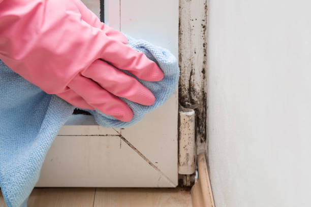 Best Mold Removal Company Near Me  in Punta Rassa, FL